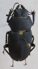 Leptinopterus fryi