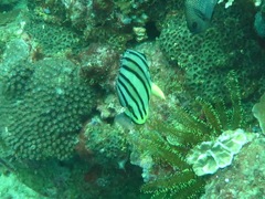 Chaetodon octofasciatus