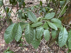 Coccoloba diversifolia