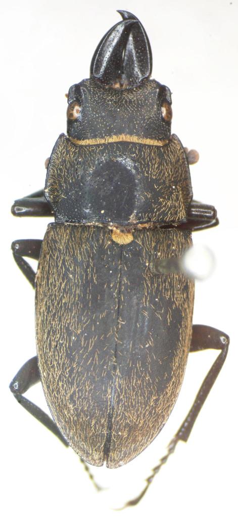Leptinopterus gracilis