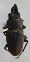 Leptinopterus gracilis