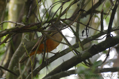 Turdus rufiventris