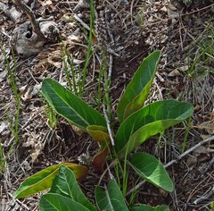 Veronica plantaginea