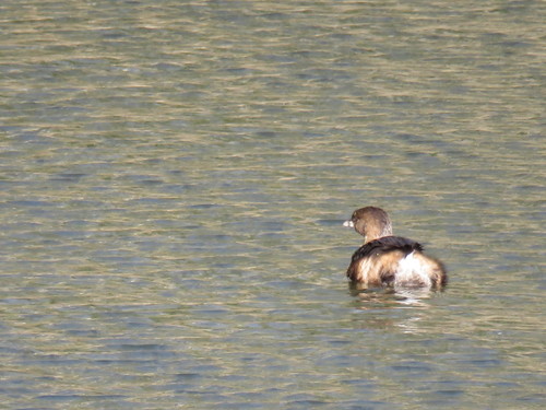 iNaturalist observation photo of Pied-billed Grebe