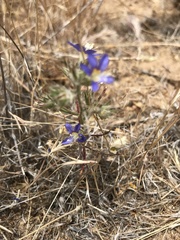 Eriastrum sapphirinum sapphirinum
