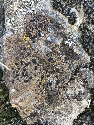 iNaturalist observation photo of Ascomycete Fungi