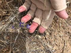 Eriastrum sapphirinum sapphirinum