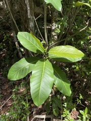 Ficus trigonata