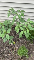 Magnoliopsida