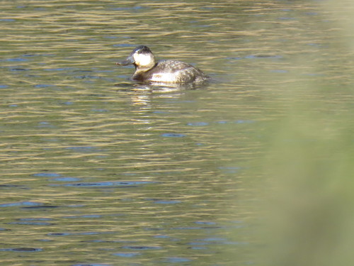 iNaturalist observation photo of Ruddy Duck
