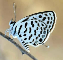 Tarucus theophrastus