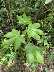 Cecropia schreberiana