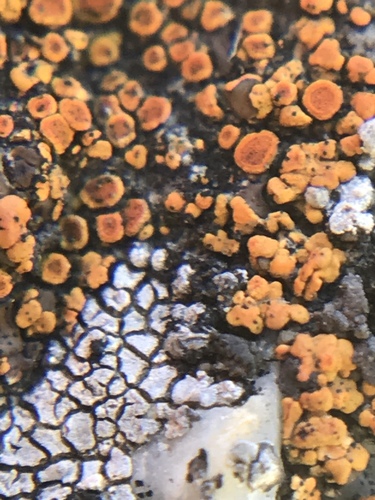 iNaturalist observation photo of Caloplacoideae