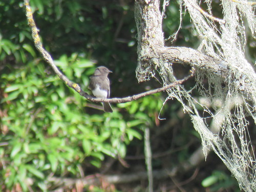 iNaturalist observation photo of Black Phoebe