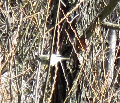 iNaturalist observation photo of Ruby-crowned Kinglet