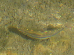 Notropis nubilus