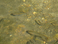 Notropis nubilus