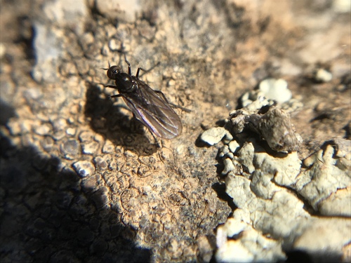 iNaturalist observation photo of Rhamphomyia