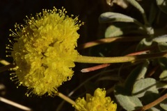 Eriogonum rosense