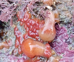 Morchellium argus