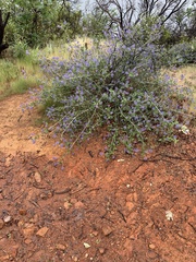 Ceanothus prostratus