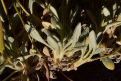 Eriogonum rosense