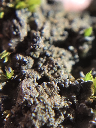 iNaturalist observation photo of Fuscopannaria