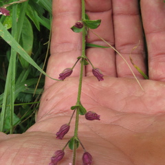 Cuphea racemosa