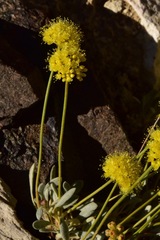 Eriogonum rosense