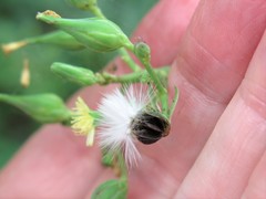 Lactuca ludoviciana
