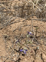 Eriastrum sapphirinum sapphirinum