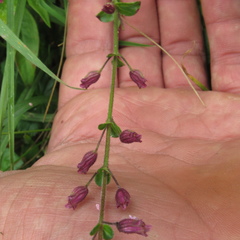 Cuphea racemosa