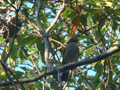 Turdus albicollis