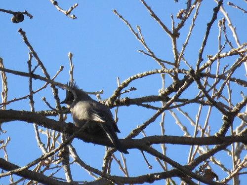 iNaturalist observation photo of Phainopepla