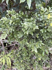 Ilex lohfauensis