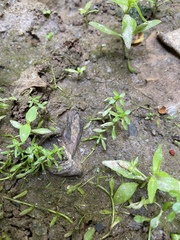 Callitriche heterophylla