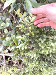 Ilex lohfauensis