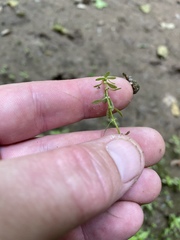 Callitriche heterophylla