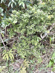 Ilex lohfauensis