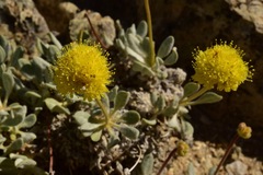 Eriogonum rosense