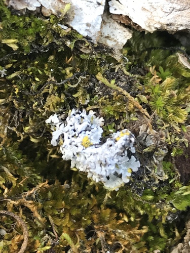 iNaturalist observation photo of Frosted Lichens