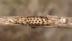 Rogadinae