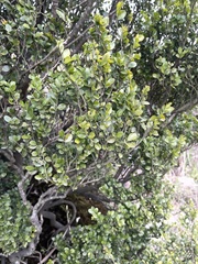 Ilex lohfauensis