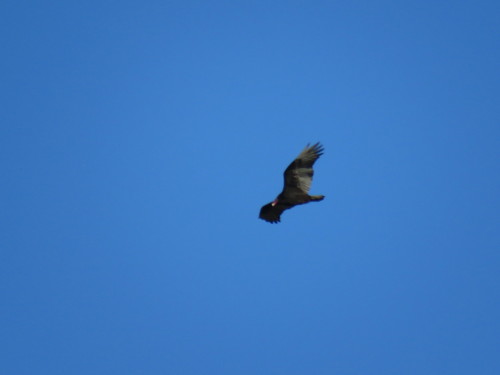 iNaturalist observation photo of Turkey Vulture
