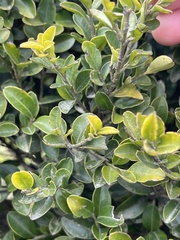 Ilex lohfauensis