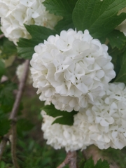 Viburnum plicatum