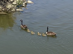 Branta canadensis