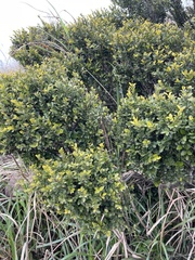 Ilex lohfauensis