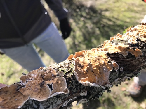 iNaturalist observation photo of Stereum