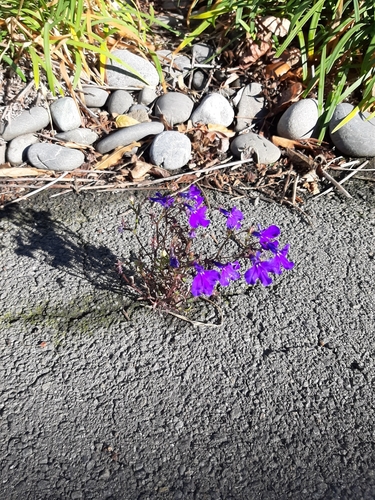 Lobelia erinus